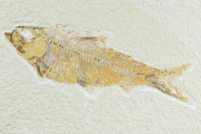 Detailed Fossil Fish (Knightia) - Wyoming #165824